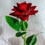 Flor Galáxia na Cúpula de Rosa Eterna de Vidro com Caixa de Presente